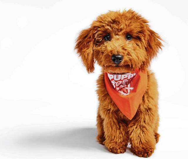 6993816_web1_ptr-ViewingTip2-02112024-Gertie_Paws-Across-Pittsburgh-Animal-Rescue_Ruff