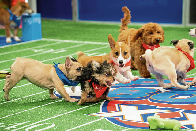 6993816_web1_ptr-ViewingTip5-02112024-Lou-Lou--Vanessa--Chester--Gertie--Peanut-Pretzel