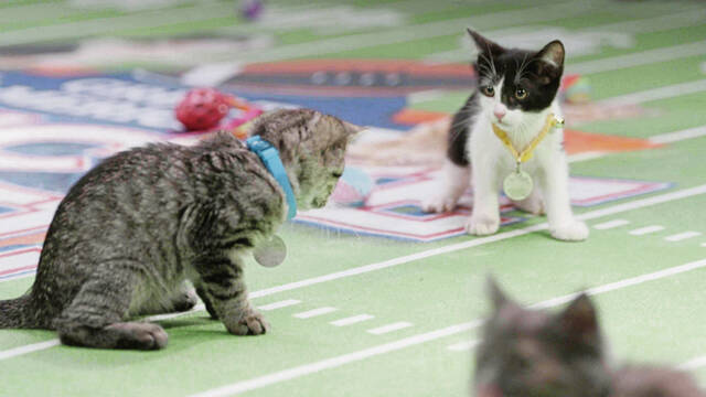 6993816_web1_ptr-ViewingTip7-02112024-RescueBowl