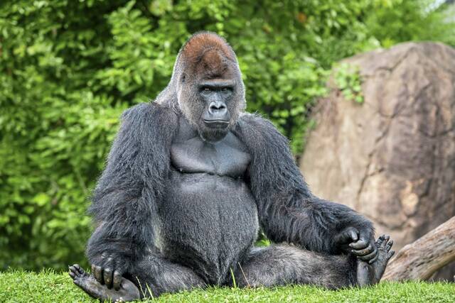 7012103_web1_ptr-gorilla2-020224