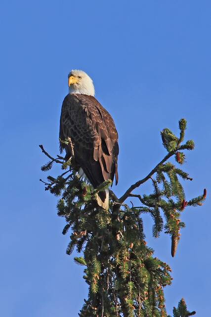 7021726_web1_eagle-1