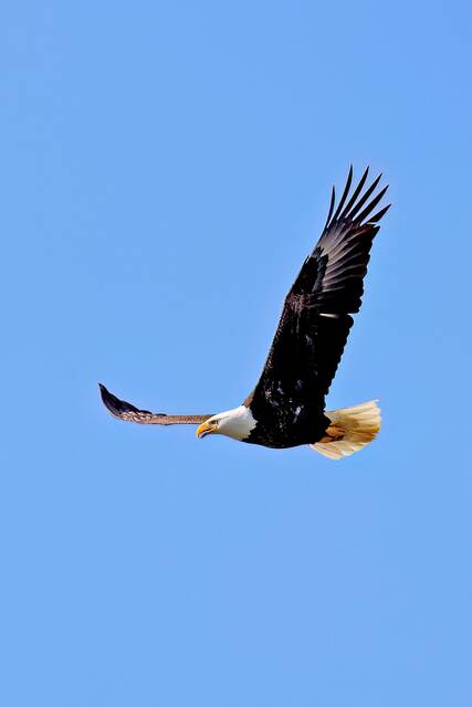 7021726_web1_eagle-in-flight