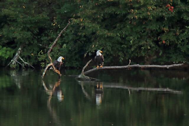 7021726_web1_eagles-together