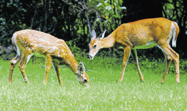 7024691_web1_deer3
