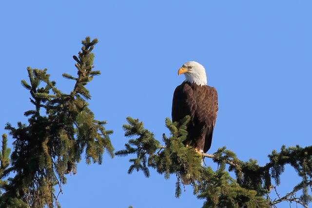7024769_web1_eagle-alone