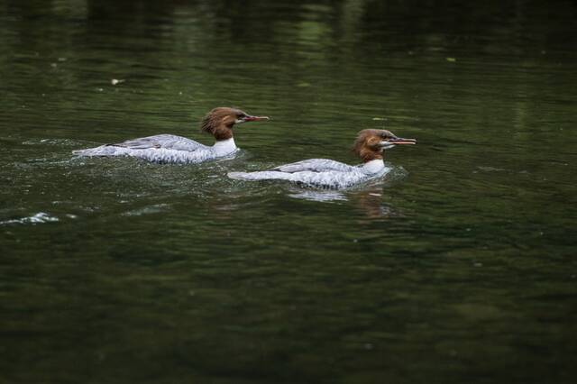 7044399_web1_gtr-lo-merganser-061119