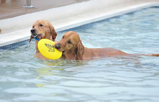 7051600_web1_gtr-Derrydogswim2-091615