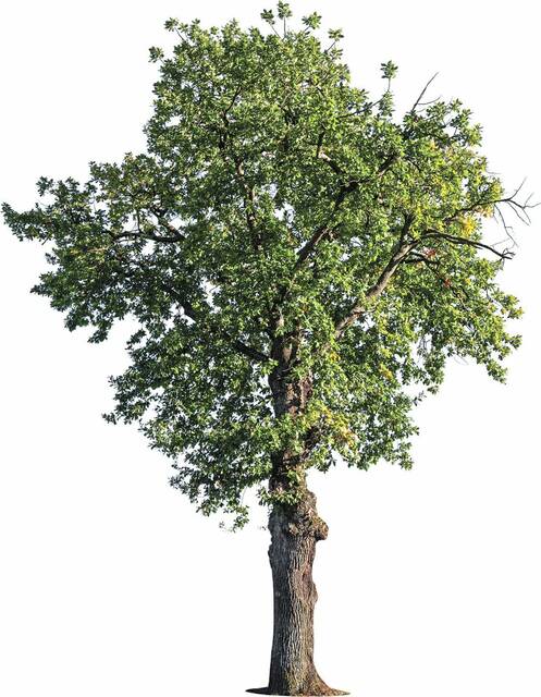 7096857_web1_web-tree