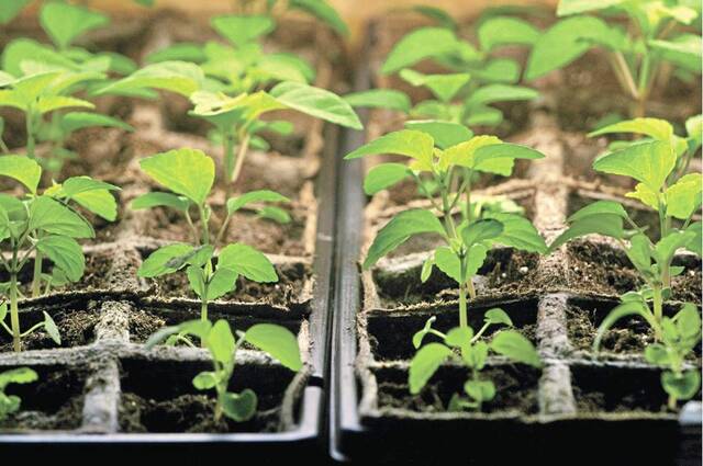 7101319_web1_Seedlings