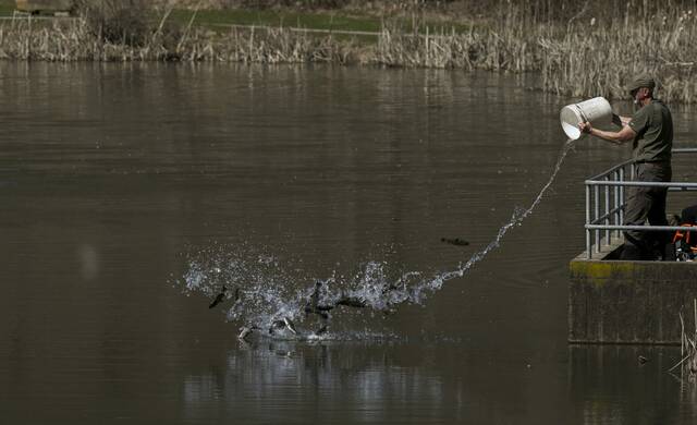7105208_web1_VND-LO-TroutStok3-030524