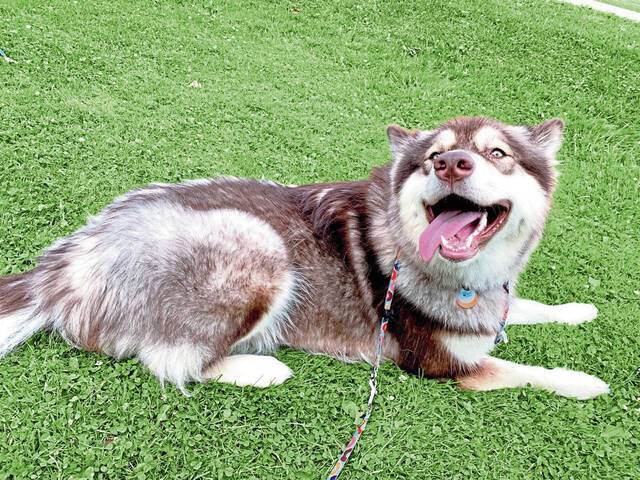 7113016_web1_gtr-HunkerDogs20190626_0508