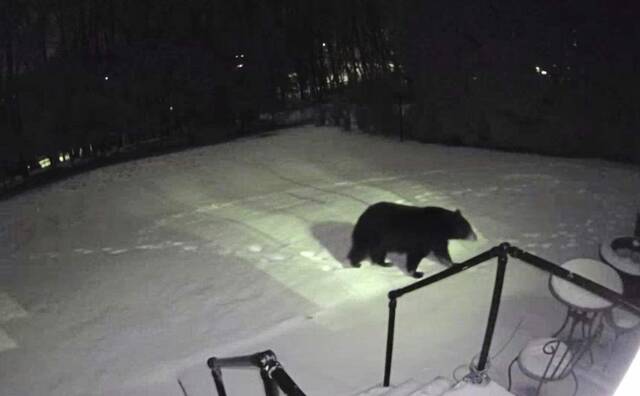7118362_web1_vnd-bearattack-030724-5