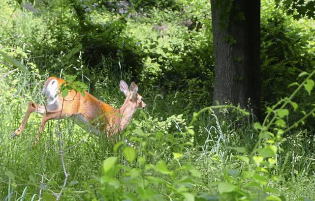 7135162_web1_WEB-Deer123