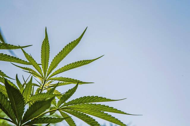 7142486_web1_web-marijuana12