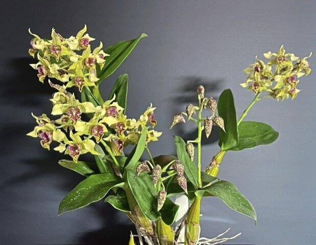 7144234_web1_ptr-fivethings-orchid