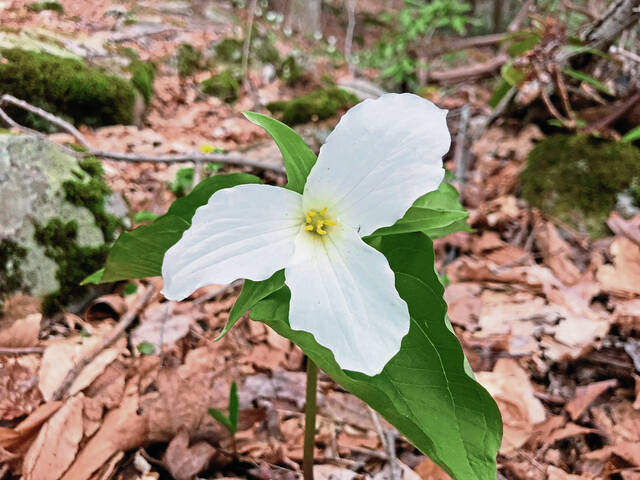 7146328_web1_web-wildflower
