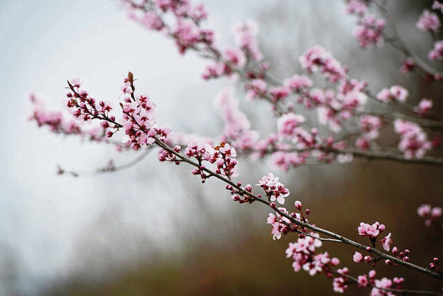 7159503_web1_gtr-springallergy002-031924