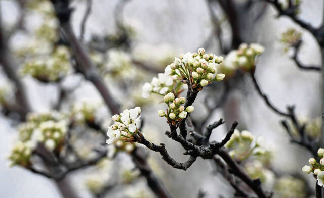 7159503_web1_gtr-springallergy003-031924