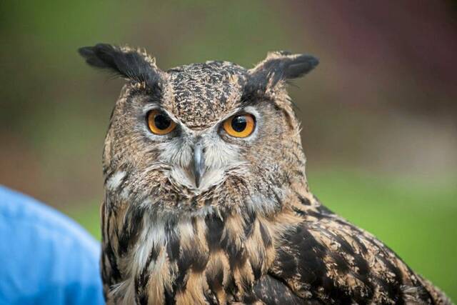 7175317_web1_ptr-EagleOwl-032324--3-