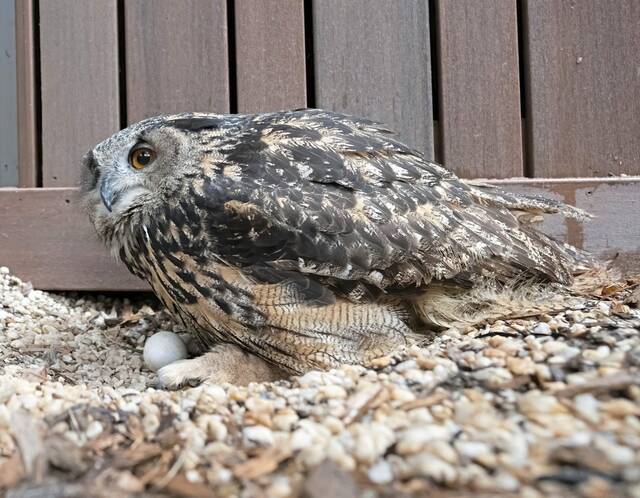 7175317_web1_ptr-EagleOwl-032324--4-