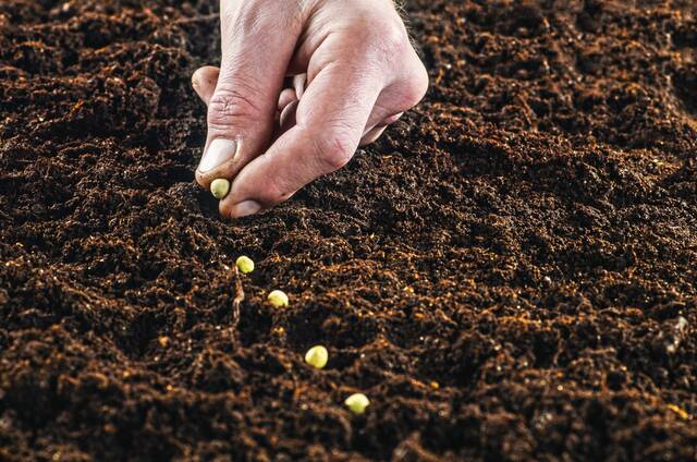 7186536_web1_web-seeds