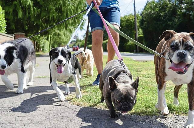 7203356_web1_Dog-walk