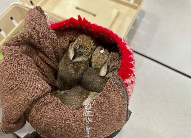 7203626_web1_php-AnimalRescue-040224--11-