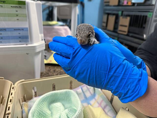 7203626_web1_php-AnimalRescue-040224--12-