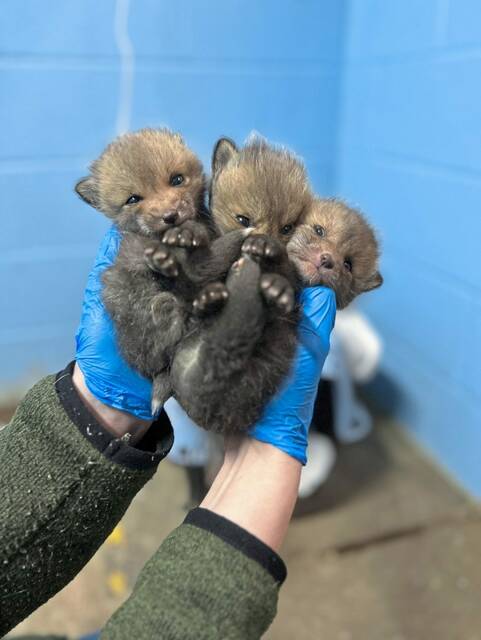 7203626_web1_php-AnimalRescue-040224--2-