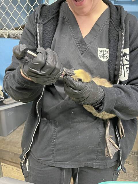 7203626_web1_php-AnimalRescue-040224--4-
