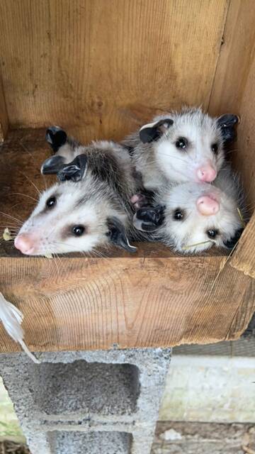 7203626_web1_php-AnimalRescue-040224--6-