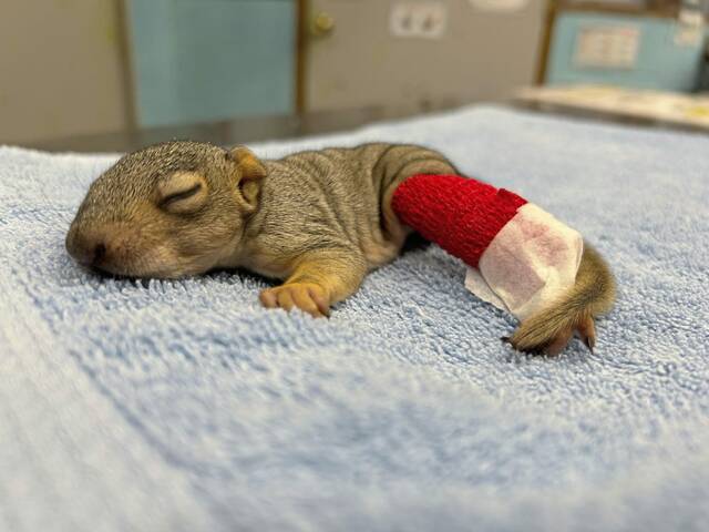 7203626_web1_php-AnimalRescue-040224