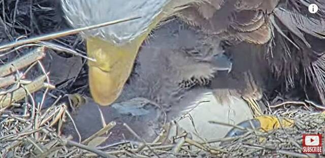 7223787_web1_vnd-baldeagle