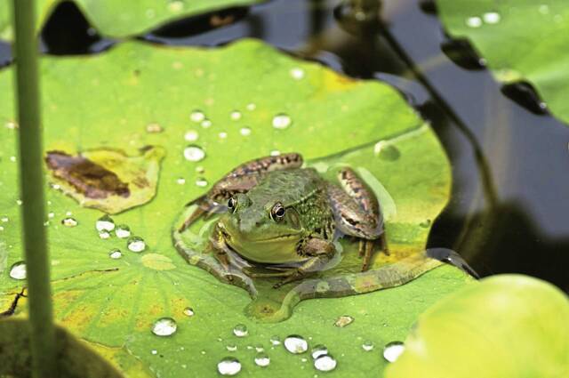 7226573_web1_frog
