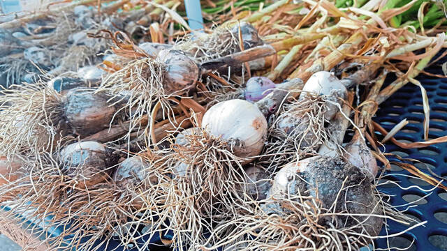 7235314_web1_gtr-garlic3-091022