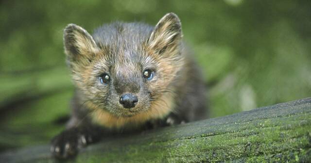 7248012_web1_gtr-americanmarten