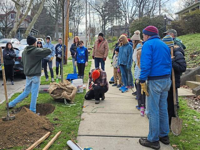 7251683_web1_pal-TreeCity-041724--2-