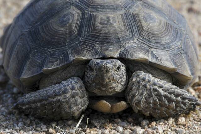 7269600_web1_ptr-a2-tortoiseendanger-042124