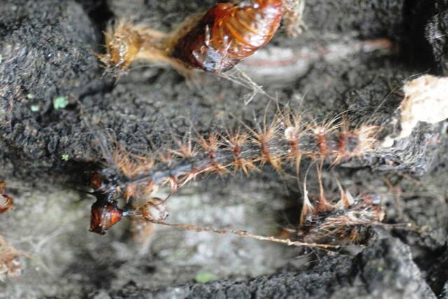 7273380_web1_gtr-gypsy-moth-in-action