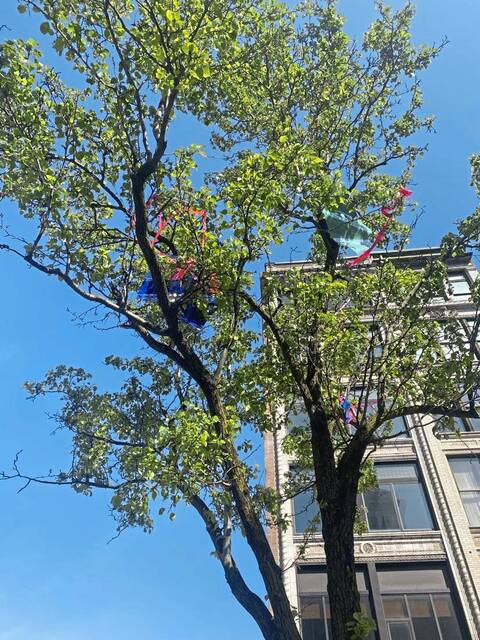 7290812_web1_PTR-Kites-4