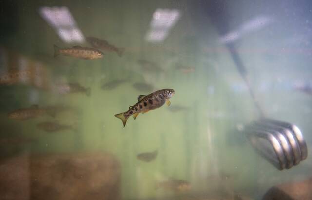 7252312_web1_gtr-troutclass1-5--042524