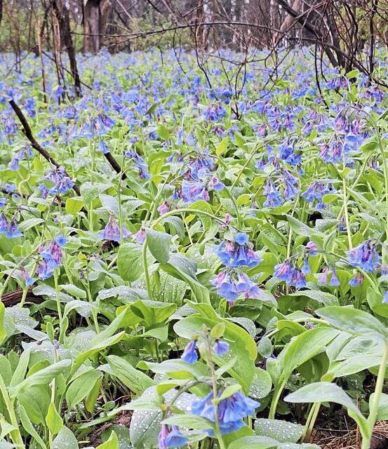 7285533_web1_vep-lo-scenes-flowers1-050524