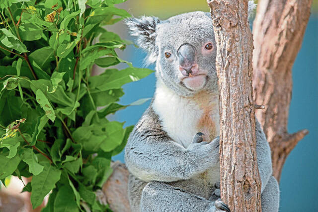 7297968_web1_ptr-DaycationKoala-050524-16