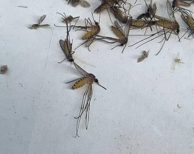 7312813_web1_gtr-MosquitoesCulex-050624.
