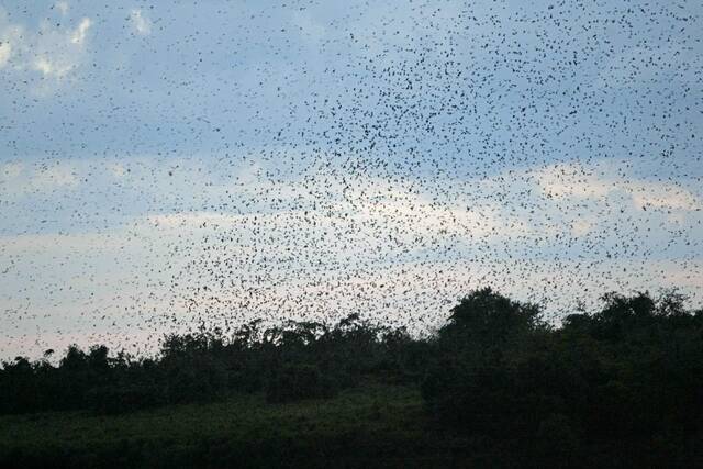 7323314_web1_ptr-birdmigration-091420