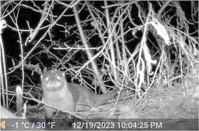 7330843_web1_ptr-RiverOtter-051024-02