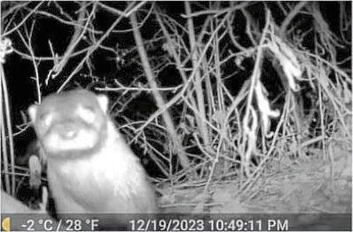 7330843_web1_ptr-RiverOtter-051024-03