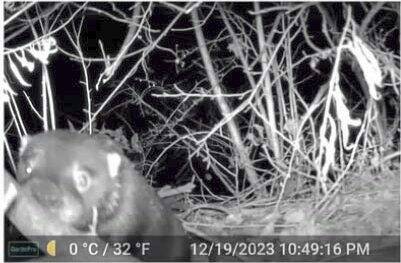 7330843_web1_ptr-RiverOtter-051024-04