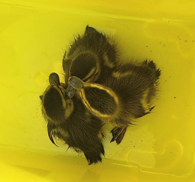 7337443_web1_VND-DucklingsSaved-051124