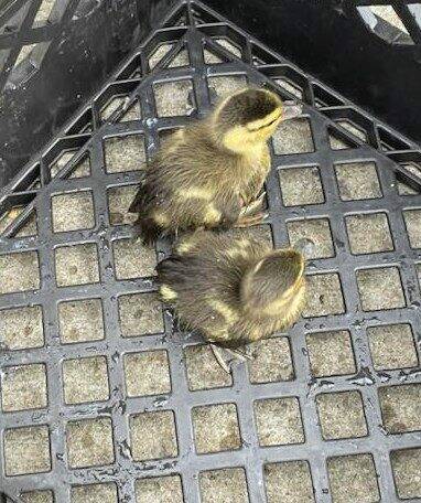 7337443_web1_VND-DucklingsSaved3-051124